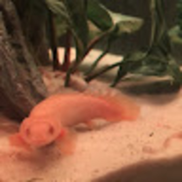 beccadoriel